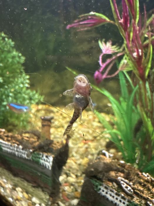 Limpa fundos  Plecostomus
