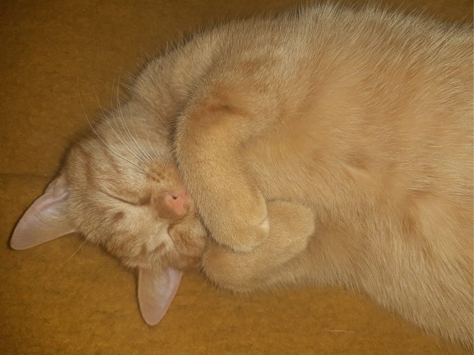 Dolce & Gabbana- dwaj rudzi koci bracia szukają właśnie Ciebie!