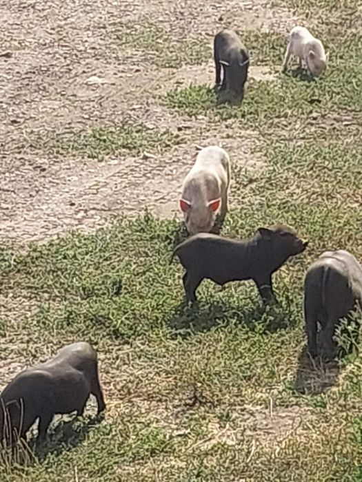 Продам вьетнамских поросят