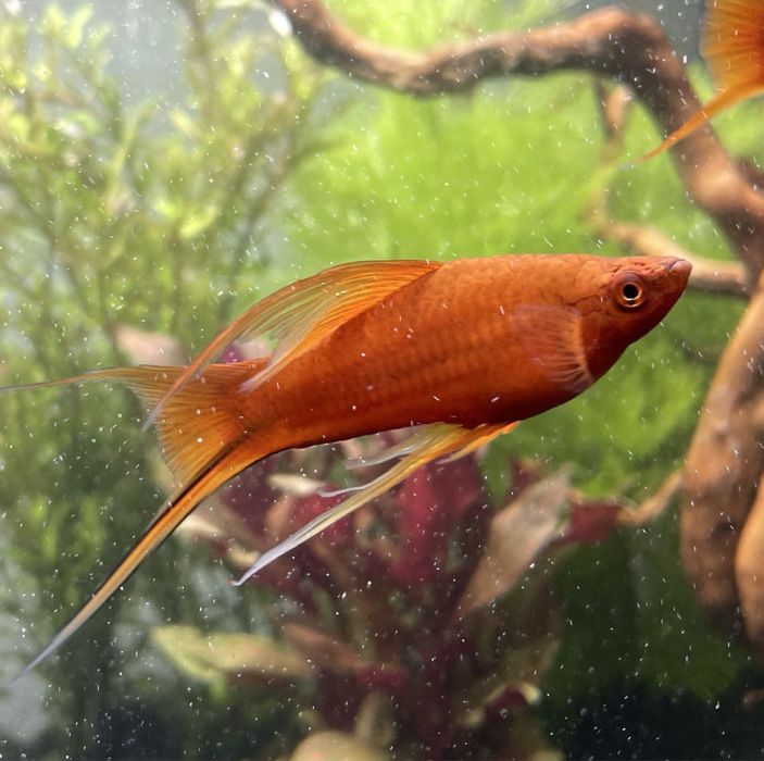 Mieczyk weloniasty LIRA - samce