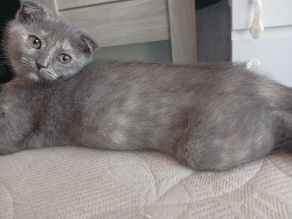 Висловухі кошенята