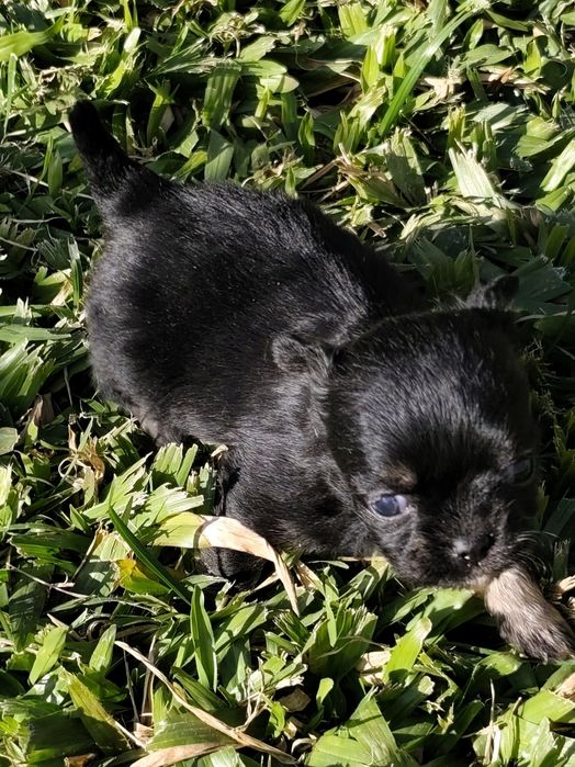 Macho chihuahua de pela comprido