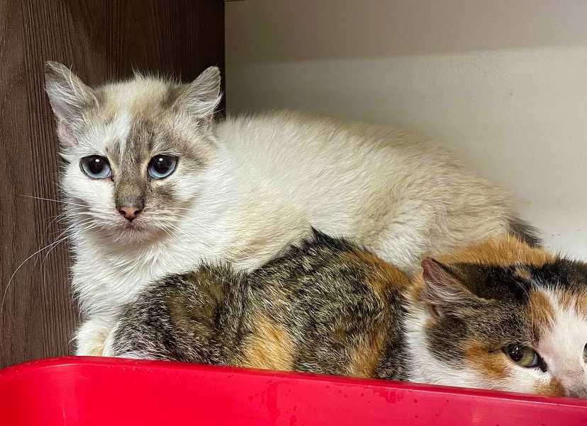 Блакитноока красуня-кішечка Еліс шукає дім (1 рік). Стерил. Кошка