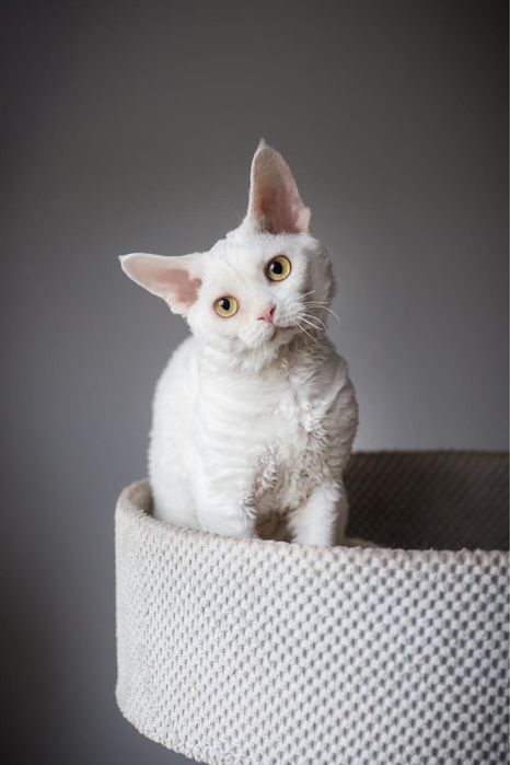 Kocur Devon Rex - Biały - Tęczowy Agat