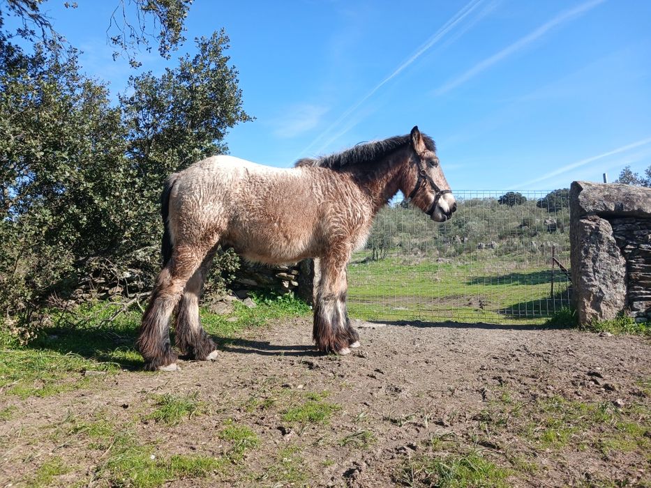 Poldro tiro belga faz 2 anos para Agosto ja com mais de 1,60cm