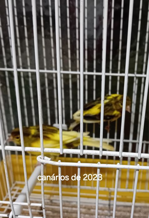 Canários de 23 machos