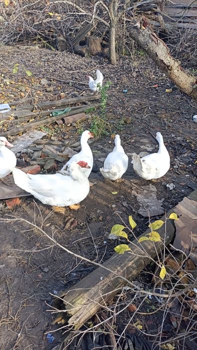 Продам молодих мускусних качок і селехів
