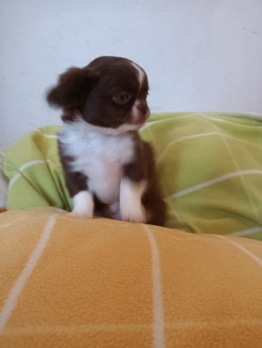 Chihuahua  macho chocolate