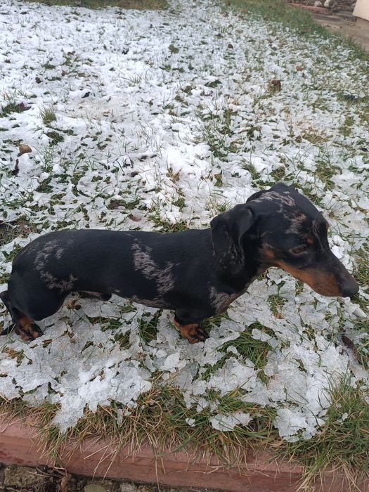 Вязка карликової такси