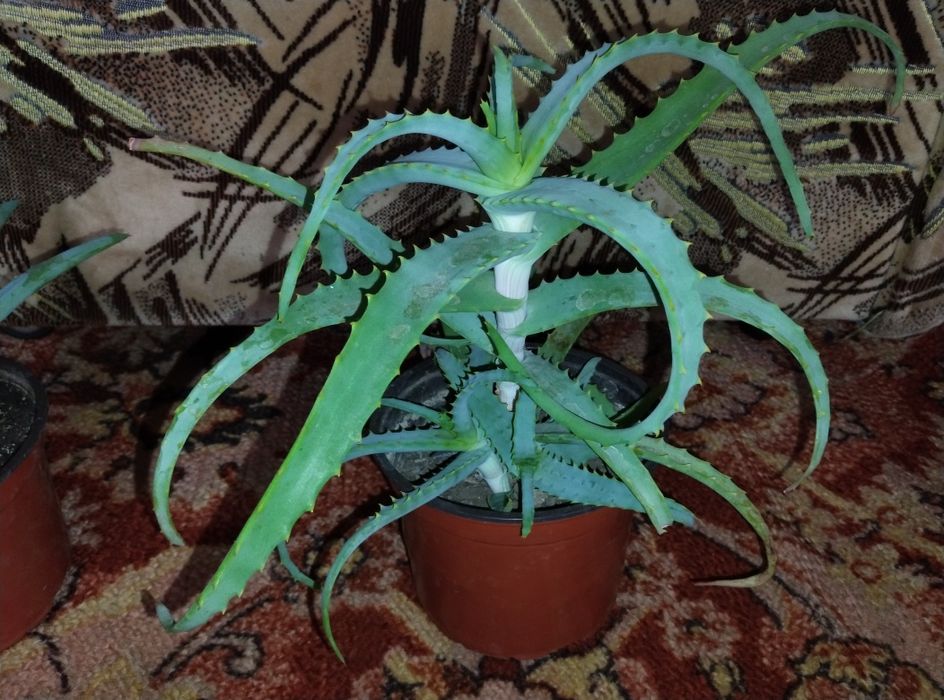 Алое Вера вазон лікарські рослини вазоны лекарственные растения