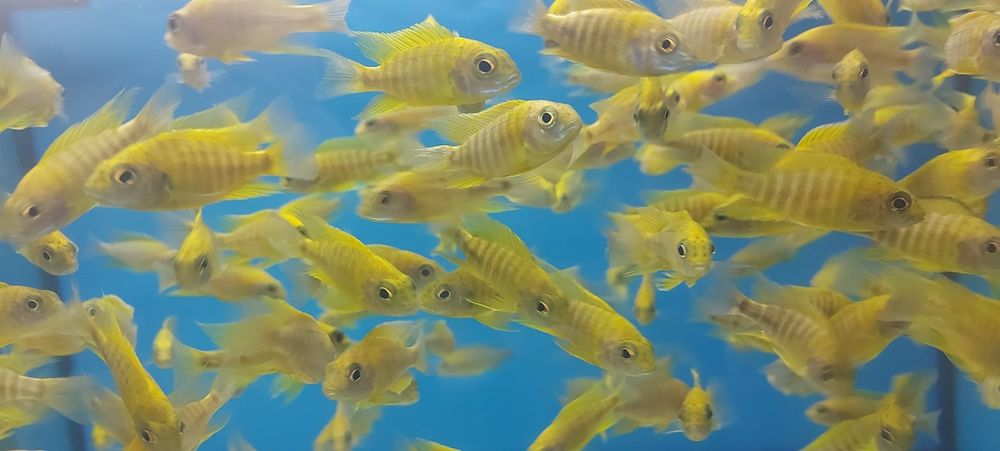 Pyszczaki Aulonocara Baenschi Benga Malawi Tanganika