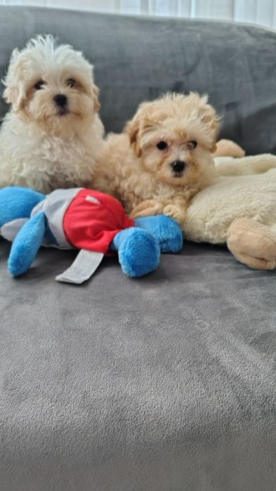Maltipoo śliczna suczka Warszawa pudel maltańczyk
