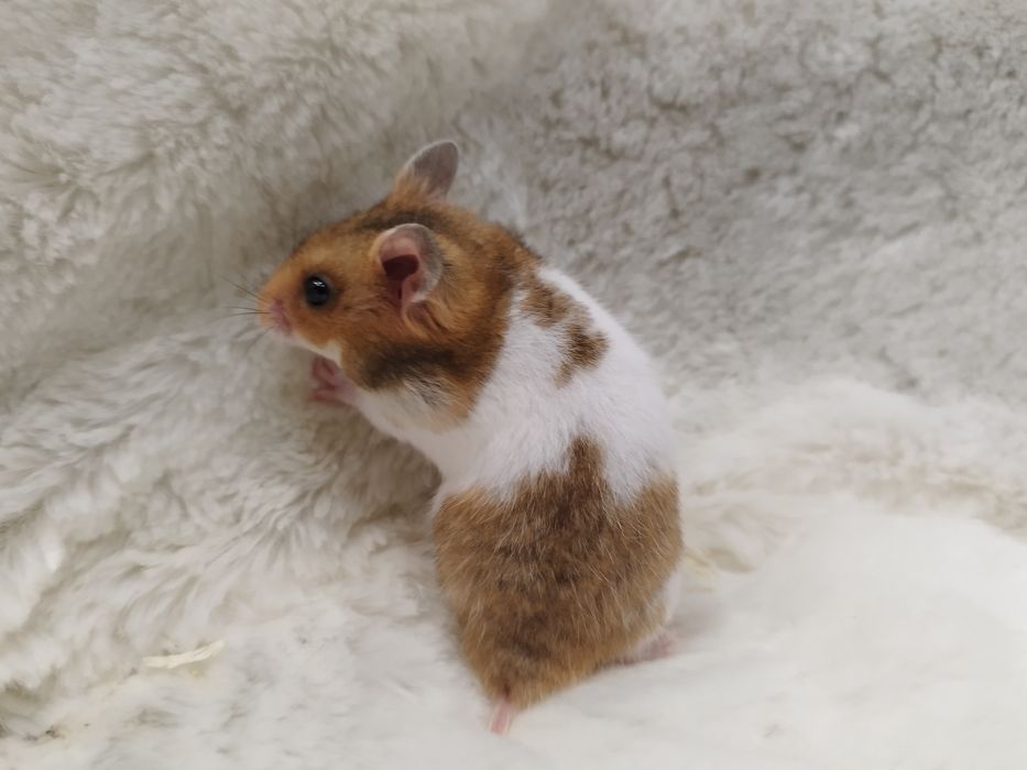 Chomik Syryjski (samiec) MASSON