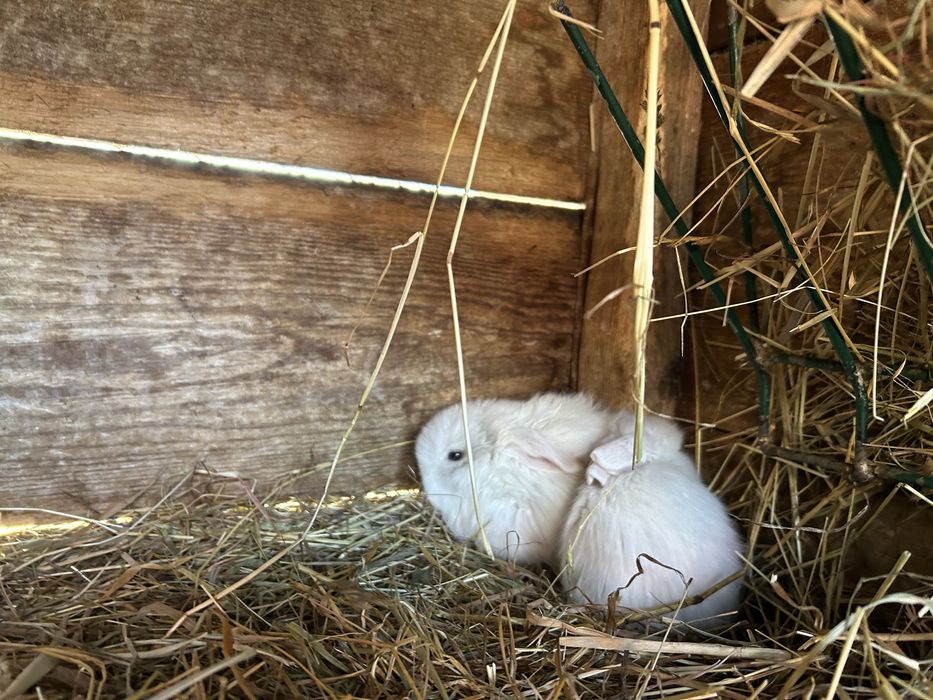 Króliczki baranki miniaturki