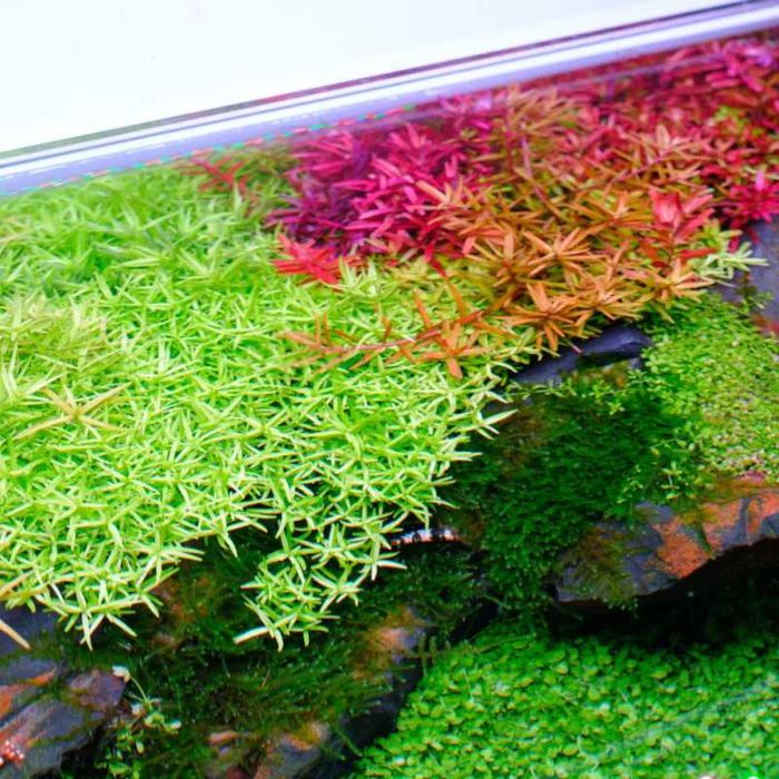 Luzes para aquario  Twinstar Light IV S-Line NOVO
