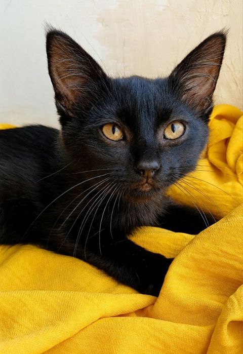 в добрые руки котенок. Котята ищут дом