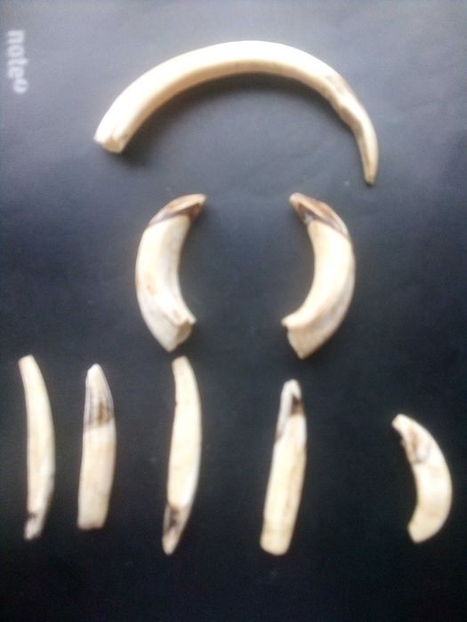 Lote de Dentes e Presas de Javali (Para Artesanato / Cutelaria)