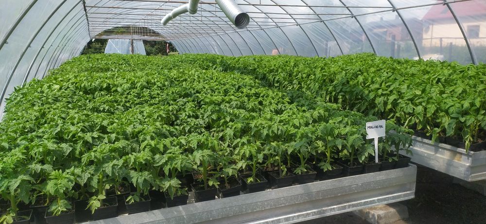 Rozsady warzyw(flancki,sadzonki)Pomidor ,Ogórek