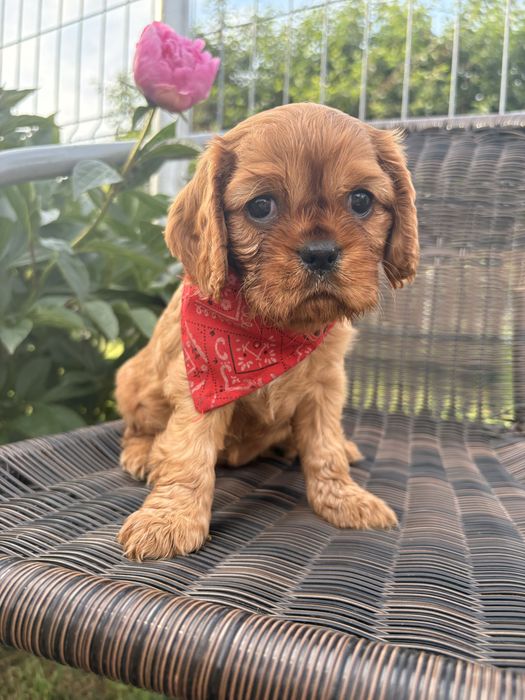 Cavalier King Charles Spaniel suczka.