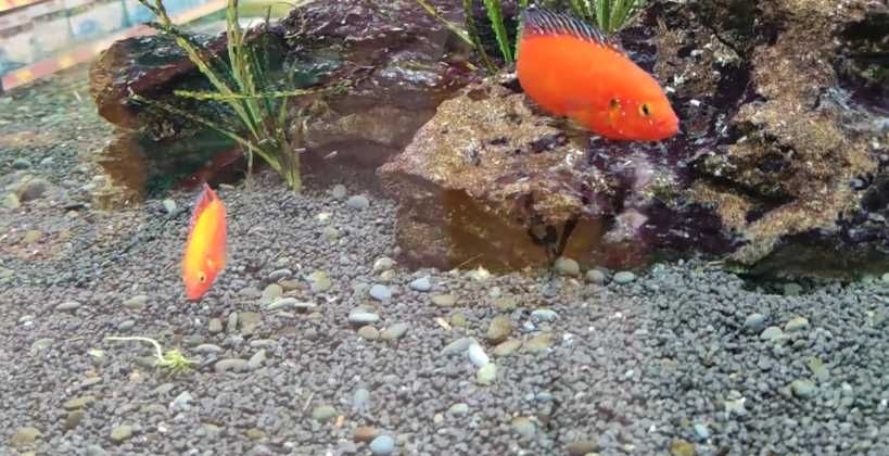 ciclideo joia super red \ hemichromis exsul 3-4cm