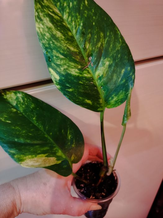 Эпипремнум пинатум Голдфингер, эпипремнум Марбл вариегата