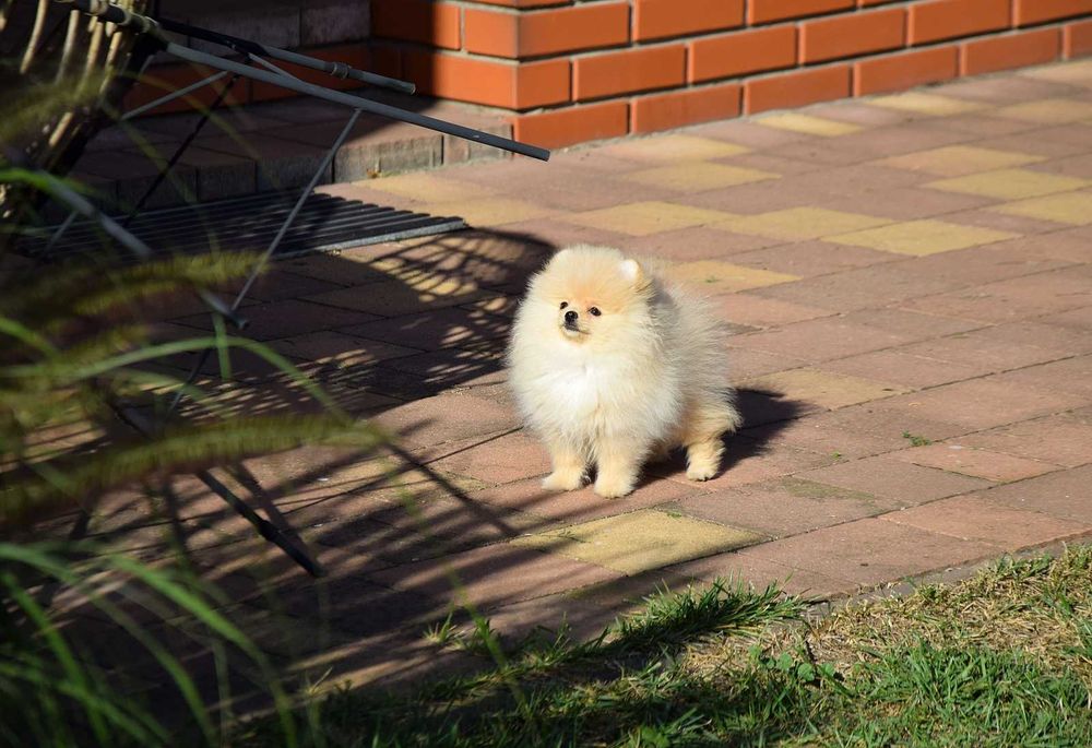 Wika - suczka Pomeranian szuka nowego domu