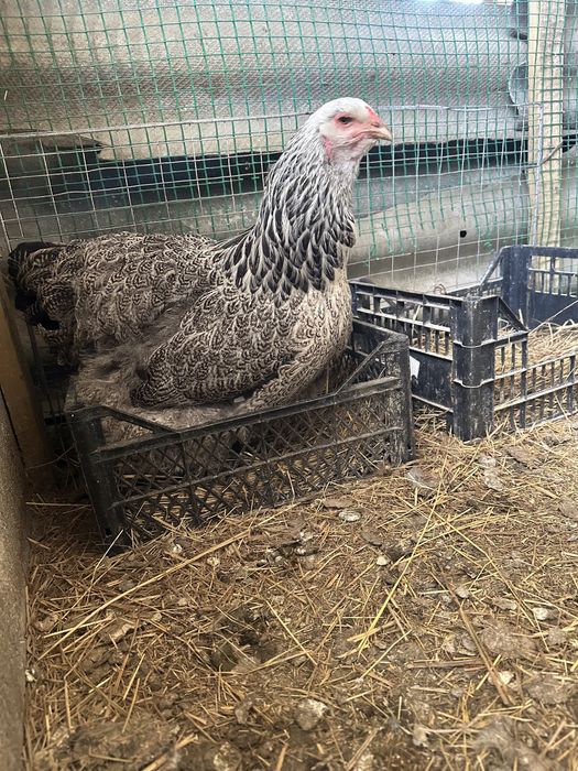 Продам темну браму