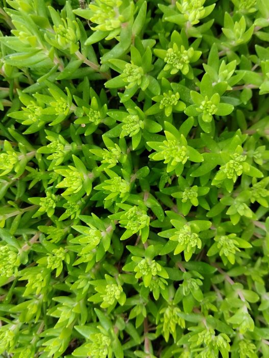 Грунтопокривні рослини. седум (очиток), вербейник.