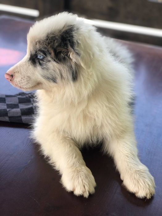 Хлопчики, дівчинка бордер коллі. Цуцики бордер коллі