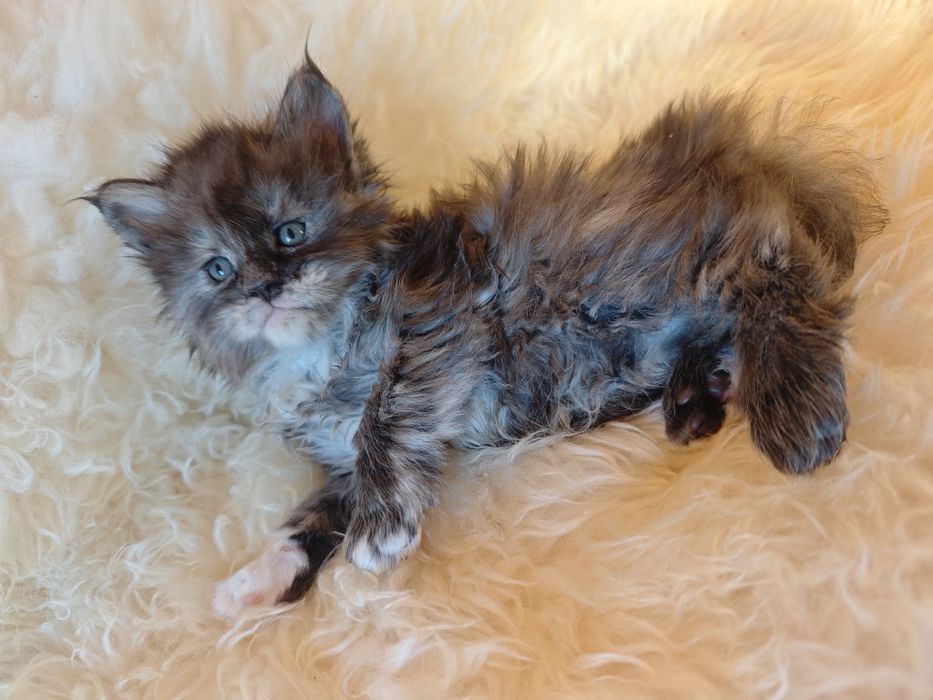 Cudowna kotka Maine Coon