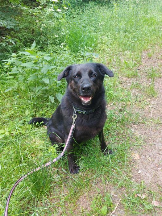 IWI - Schronisko dla Zwierząt w Ostródzie