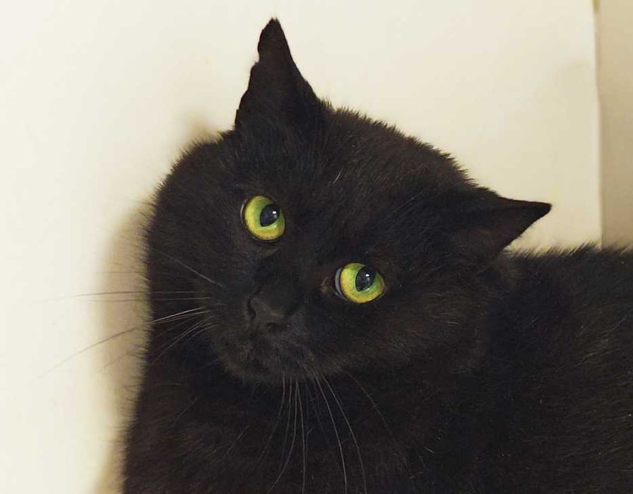 Чорна перлинка, тендітна котодівчинка Меліс, кішка 1 рік