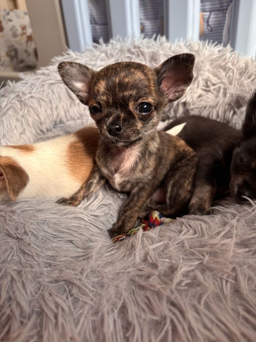 Zarezerwowana! Bonita-  chihuahua jedyna taka prążkowana mini xs suczka