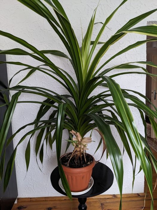 PANDAN 150 cm wysokości