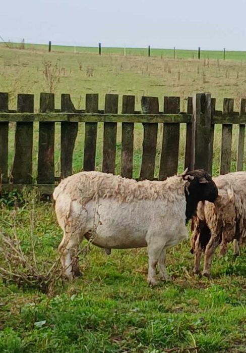 Продам  Дорпера.