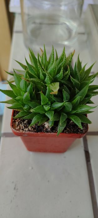 Сикуленти: кактуси хавортії