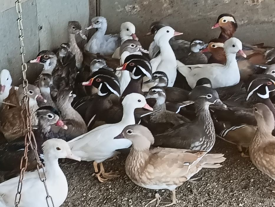 Patos exoticos, pavões, gansos