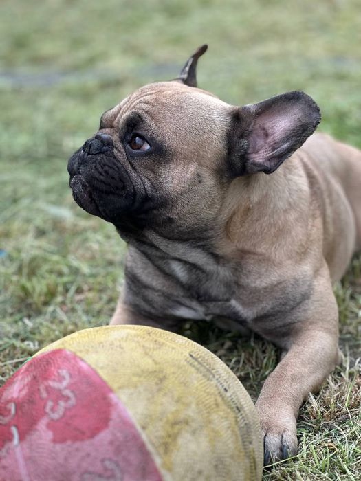 Вязка Французкий Бульдог