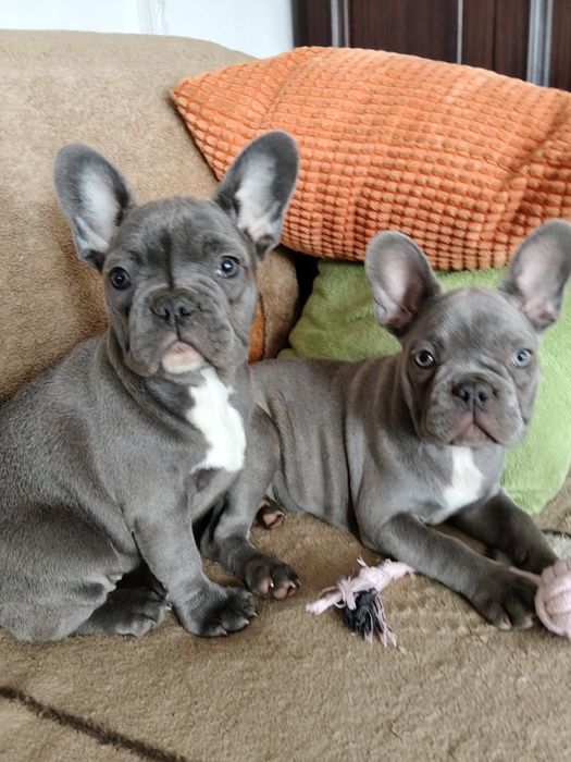 Buldog francuski sunia niebieska by
