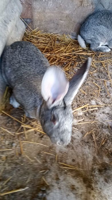 Самці і кітні самки Шиншила