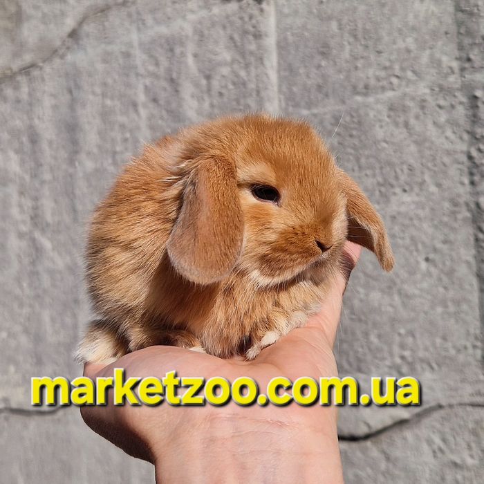 Mini Lop — розумний джентльмен у світі карликових кроликів