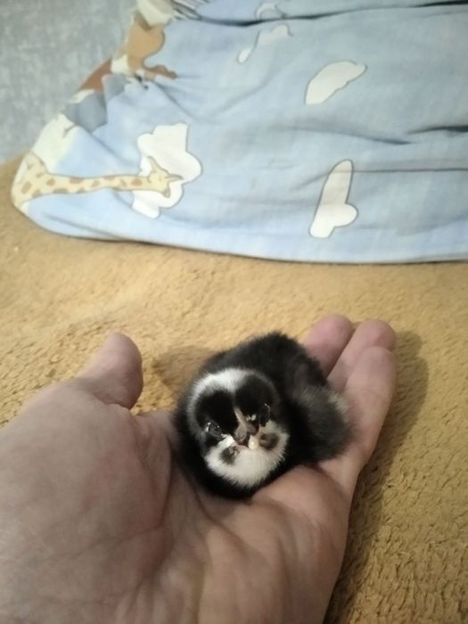 Продам яйца на инкубацию