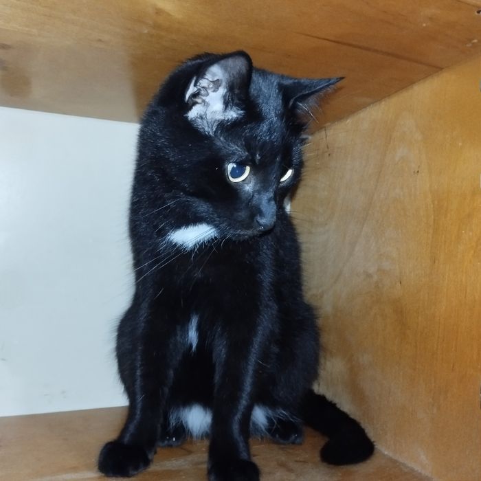 Отдам даром в добрые руки черного котика