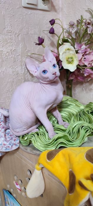 Сфінкс кішка еліт