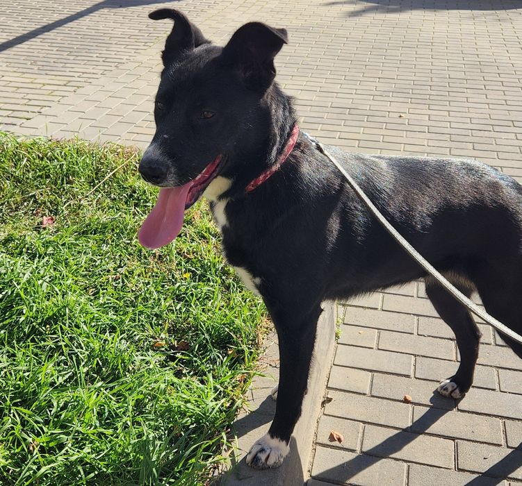 Собака,  Мишель 1год, стерилизована