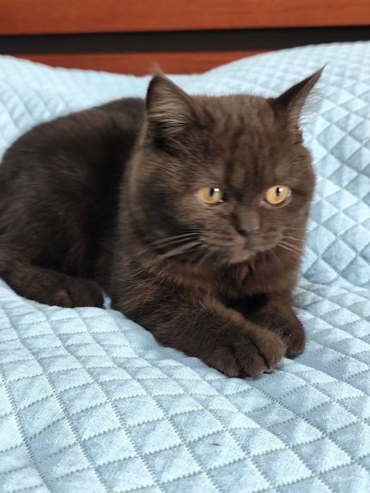 Scottish Fold fêmea