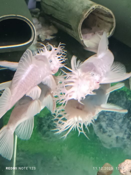 Ancistrus L144 snow white,