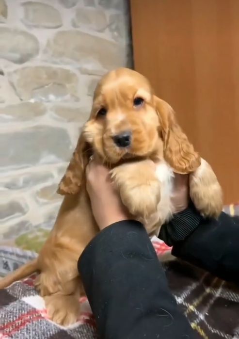 Цуценята кокер спаніелів