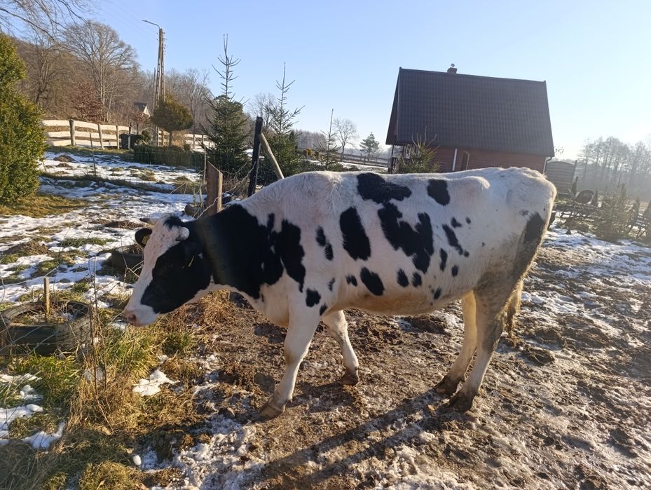 Jałówka cielna na sprzedaż