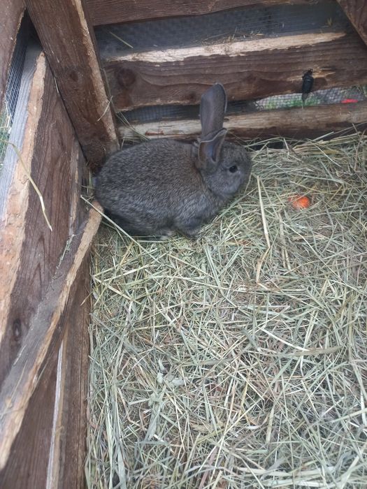 Belgi młode sprzedam